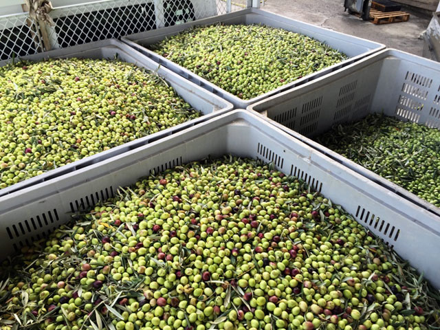 Vivi l'Esperienza della Raccolta delle Olive a Villa Nunziatella, Trappeto - Immagine 4